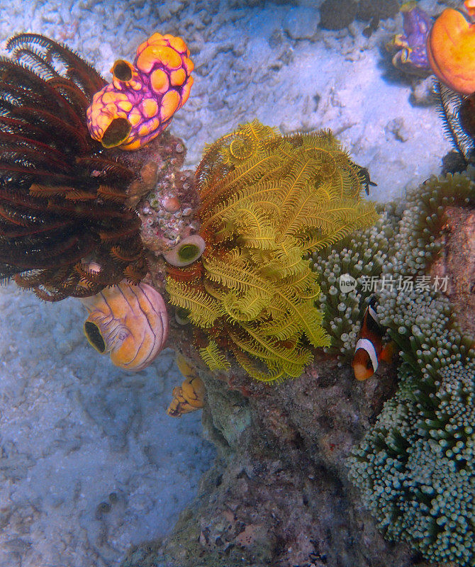 橙色小丑鱼(Amphiprion percula)和黑色和黄色海百合，牛心海鞘(Polycarpa aurata)
